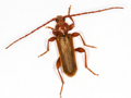 Phymatodes testaceus